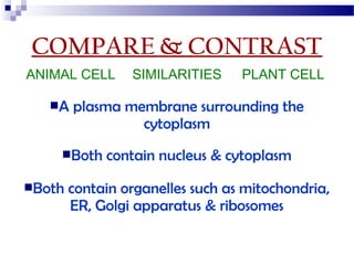 COMPARE & CONTRAST
ANIMAL CELL
A

PLANT CELL

plasma membrane surrounding the
cytoplasm

Both
Both

SIMILARITIES

contain nucleus & cytoplasm

contain organelles such as mitochondria,
ER, Golgi apparatus & ribosomes

 