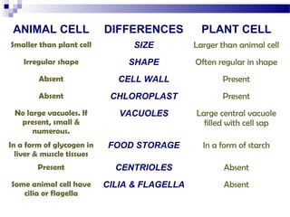ANIMAL CELL

DIFFERENCES

PLANT CELL

Smaller than plant cell

SIZE

Larger than animal cell

Irregular shape

SHAPE

Often regular in shape

Absent

CELL WALL

Present

Absent

CHLOROPLAST

Present

No large vacuoles. If
present, small &
numerous.

VACUOLES

Large central vacuole
filled with cell sap

In a form of glycogen in
liver & muscle tissues

FOOD STORAGE

In a form of starch

Present

CENTRIOLES

Absent

Some animal cell have
cilia or flagella

CILIA & FLAGELLA

Absent

 