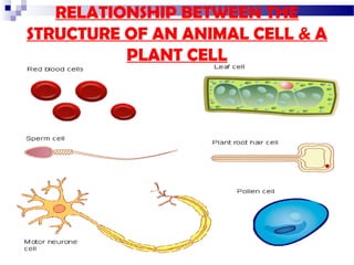 RELATIONSHIP BETWEEN THE
STRUCTURE OF AN ANIMAL CELL & A
PLANT CELL

 