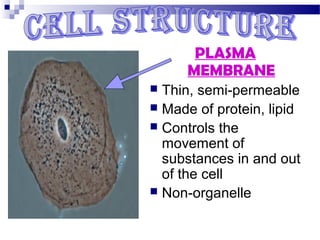 PLASMA
MEMBRANE
Thin, semi-permeable
 Made of protein, lipid
 Controls the
movement of
substances in and out
of the cell
 Non-organelle


 