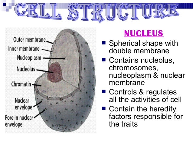 ðŸ˜‚ Nucleoplasm function. Nucleoplasm. 2019-01-08