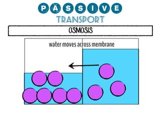 0;MMCP?
Transport
OSMOSIS

water moves across membrane

 