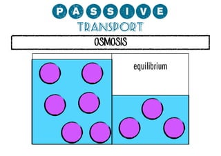 0;MMCP?
Transport
OSMOSIS

equilibrium

 