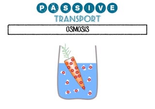 0;MMCP?
Transport
OSMOSIS

 