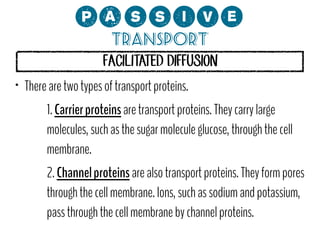 0;MMCP?
Transport
FACILITATED DIFFUSION

•

There are two types of transport proteins.
1. Carrier proteins are transport proteins. They carry large
molecules, such as the sugar molecule glucose, through the cell
membrane.
2. Channel proteins are also transport proteins. They form pores
through the cell membrane. Ions, such as sodium and potassium,
pass through the cell membrane by channel proteins.

 