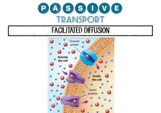 0;MMCP?
Transport
FACILITATED DIFFUSION

 