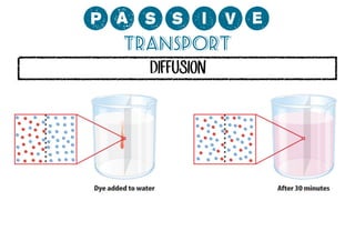 0;MMCP?
Transport
DIFFUSION

 