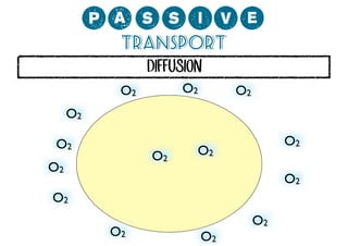 0;MMCP?
Transport
DIFFUSION
O2

O2

O2

O2
O2

O2

O2

O2

O2

O2

O2
O2

O2
O2

 