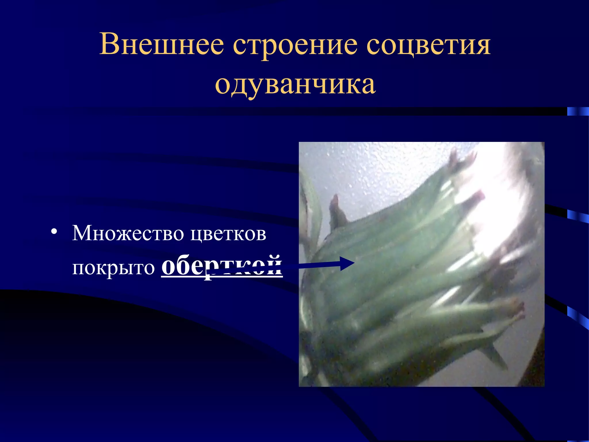 Внешнее строение соцветия
одуванчика

• Множество цветков
покрыто оберткой

 