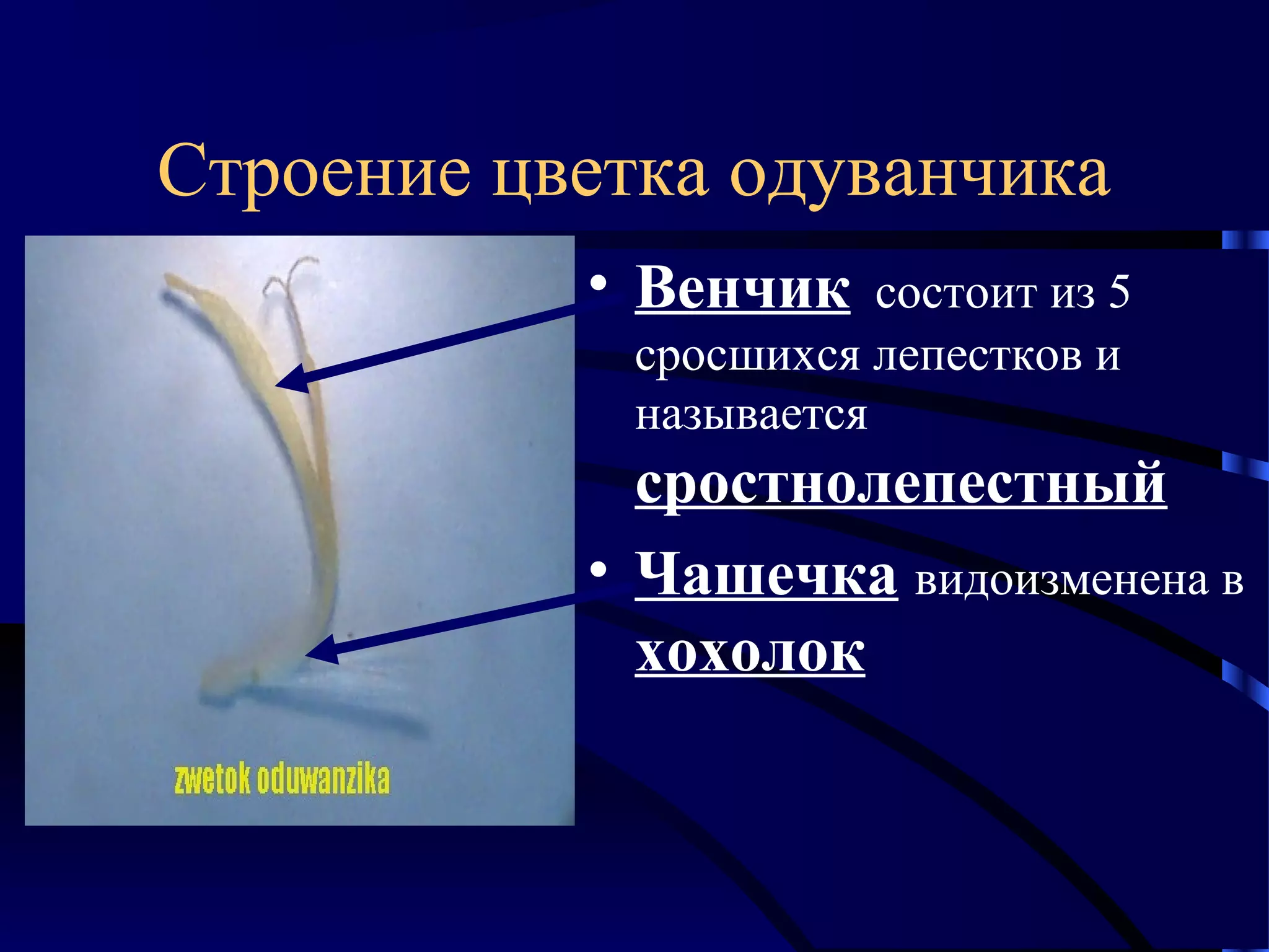 Строение цветка одуванчика
• Венчик

состоит из 5
сросшихся лепестков и
называется

сростнолепестный
• Чашечка видоизменена в
хохолок

 
