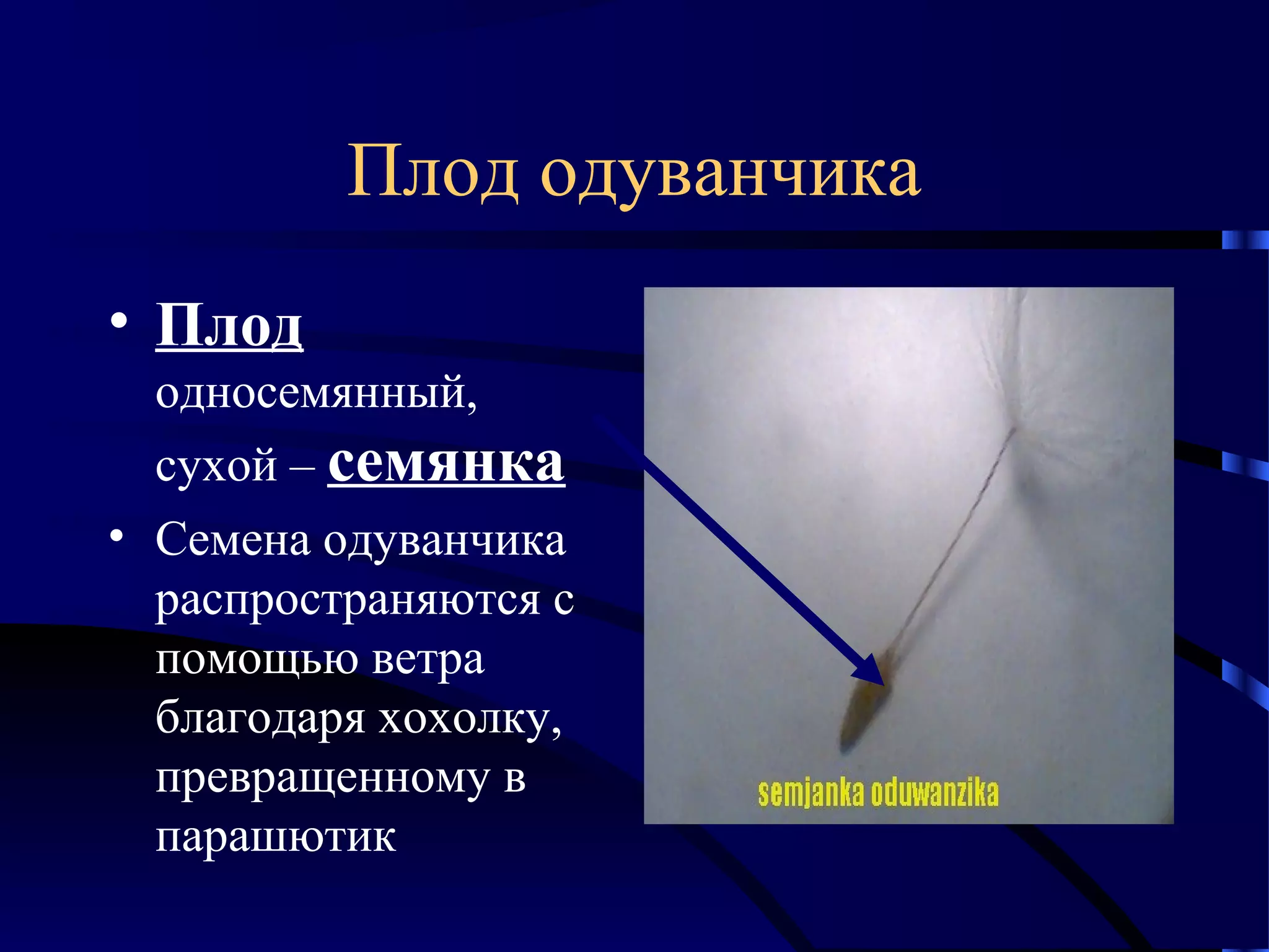Плод одуванчика
• Плод
односемянный,
сухой – семянка
• Семена одуванчика
распространяются с
помощью ветра
благодаря хохолку,
превращенному в
парашютик

 
