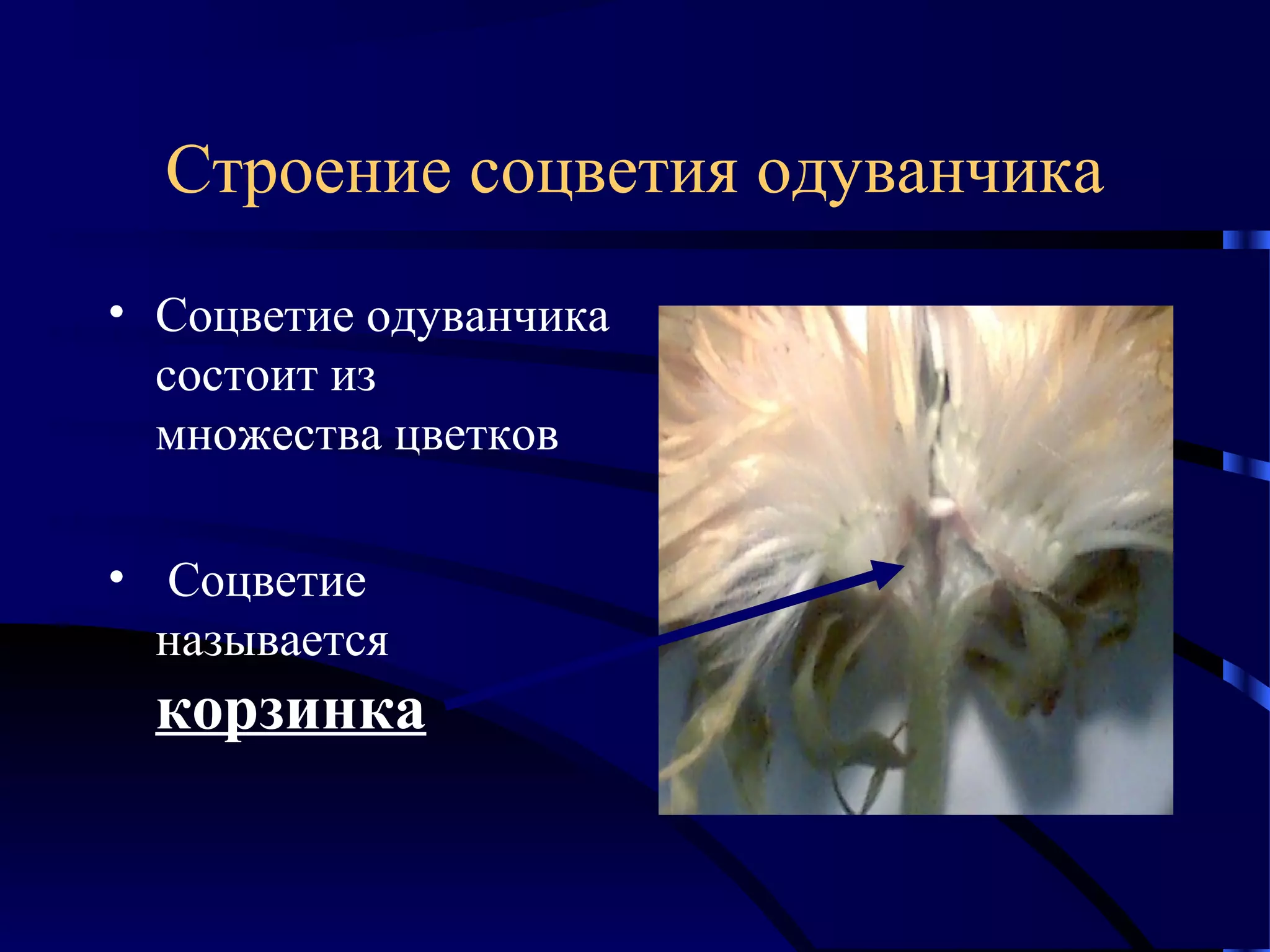 Строение соцветия одуванчика
• Соцветие одуванчика
состоит из
множества цветков
• Соцветие
называется

корзинка

 