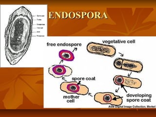ENDOSPORA

 