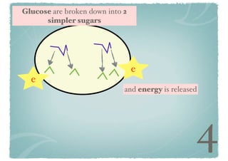 Glucose are broken down into 2
simpler sugars

e
e
and energy is released

4

 