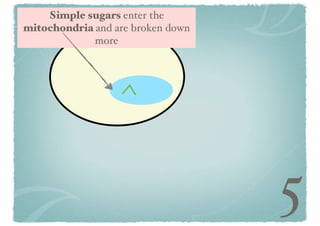 Simple sugars enter the
mitochondria and are broken down
more

5

 