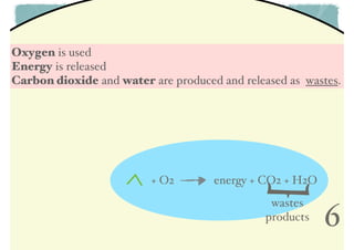Oxygen is used
Energy is released
Carbon dioxide and water are produced and released as wastes.

energy + CO2 + H2O

]

+ O2

wastes
products

6

 