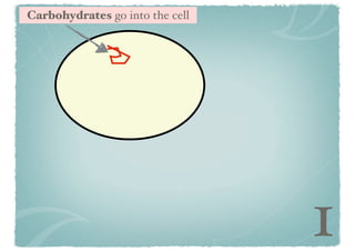 Carbohydrates go into the cell

1

 