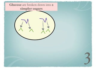 Glucose are broken down into 2
simpler sugars

3

 