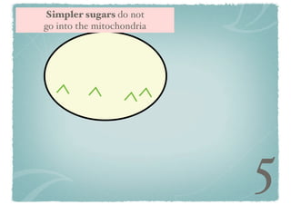 Simpler sugars do not
go into the mitochondria

5

 