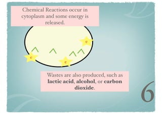 Chemical Reactions occur in
cytoplasm and some energy is
released.

e

e
e

Wastes are also produced, such as
lactic acid, alcohol, or carbon
dioxide.

6

 