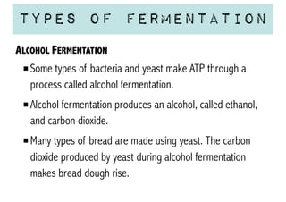 Types of Fermentation
ALCOHOL FERMENTATION
Some types of bacteria and yeast make ATP through a
process called alcohol fermentation.
Alcohol fermentation produces an alcohol, called ethanol,
and carbon dioxide.
Many types of bread are made using yeast. The carbon
dioxide produced by yeast during alcohol fermentation
makes bread dough rise.

 