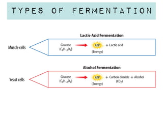 Types of Fermentation

 