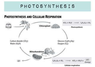 Photosynthesis
PHOTOSYNTHESIS AND CELLULAR RESPIRATION

 