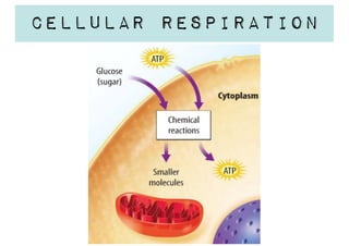 Cellular Respiration

 
