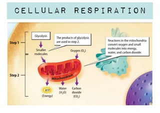 Cellular Respiration

 