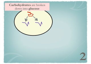 Carbohydrates are broken
down into glucose

2

 
