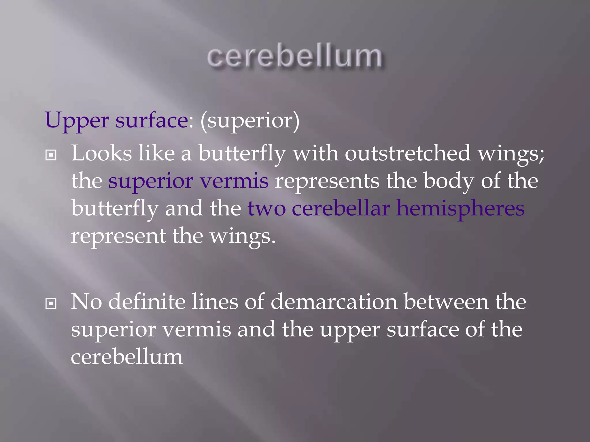 Upper surface: (superior)
 Looks like a butterfly with outstretched wings;
the superior vermis represents the body of the
butterfly and the two cerebellar hemispheres
represent the wings.


No definite lines of demarcation between the
superior vermis and the upper surface of the
cerebellum

 