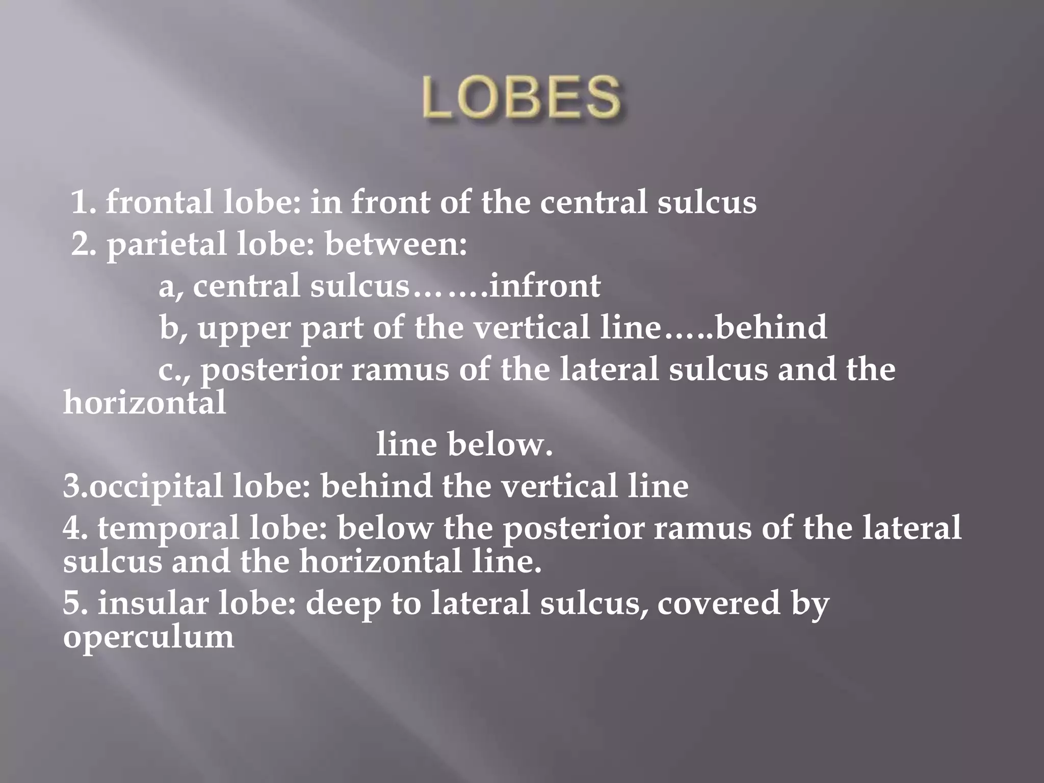 1. frontal lobe: in front of the central sulcus
2. parietal lobe: between:
a, central sulcus…….infront
b, upper part of the vertical line…..behind
c., posterior ramus of the lateral sulcus and the
horizontal
line below.
3.occipital lobe: behind the vertical line
4. temporal lobe: below the posterior ramus of the lateral
sulcus and the horizontal line.
5. insular lobe: deep to lateral sulcus, covered by
operculum

 