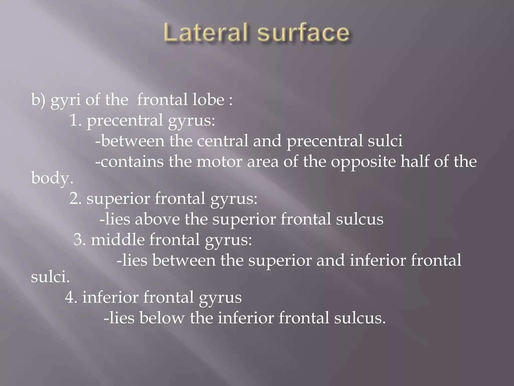 b) gyri of the frontal lobe :
1. precentral gyrus:
-between the central and precentral sulci
-contains the motor area of the opposite half of the
body.
2. superior frontal gyrus:
-lies above the superior frontal sulcus
3. middle frontal gyrus:
-lies between the superior and inferior frontal
sulci.
4. inferior frontal gyrus
-lies below the inferior frontal sulcus.

 