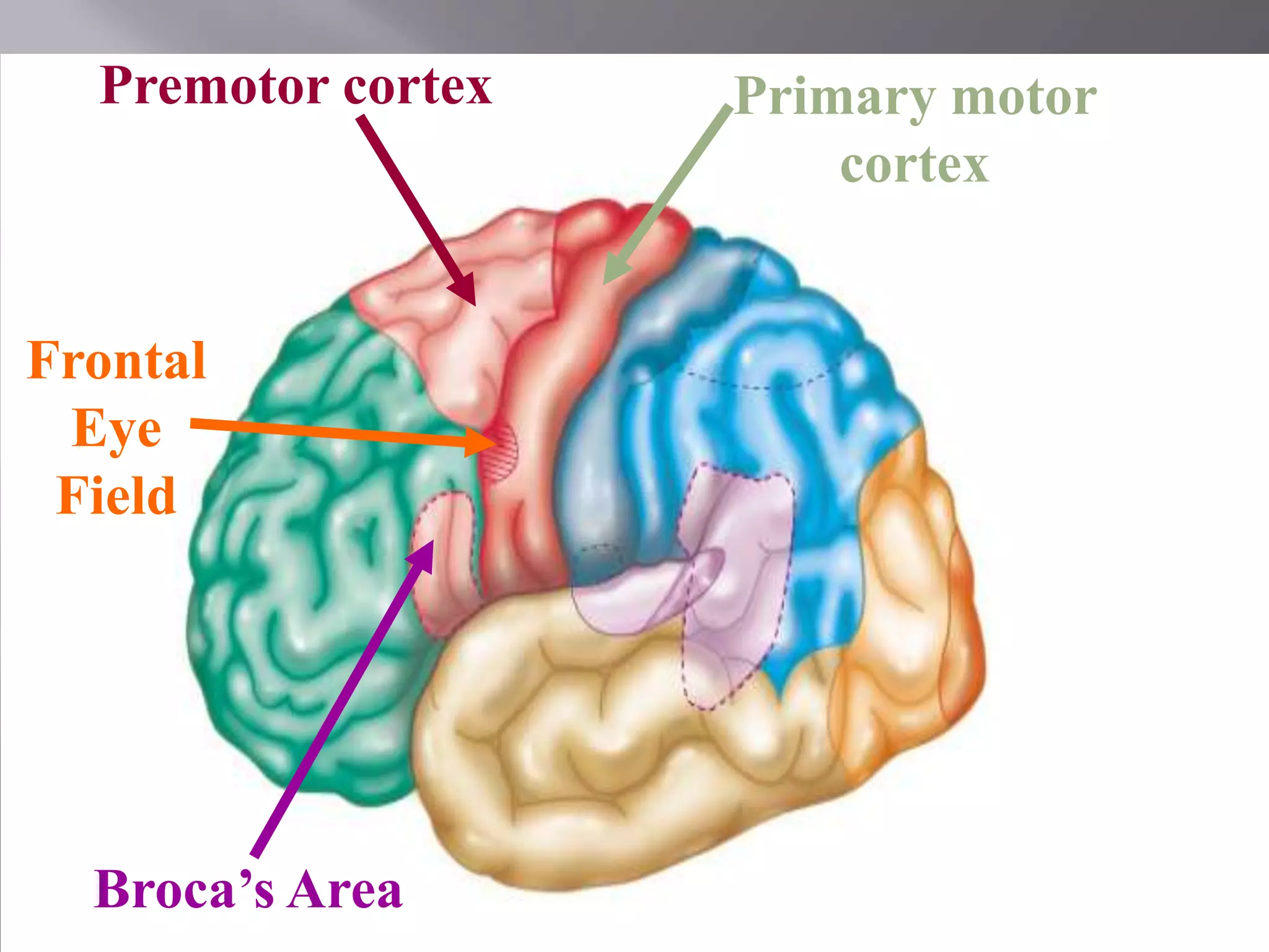 Premotor cortex

Primary motor
cortex

Frontal
Eye
Field

Broca’s Area

151

 