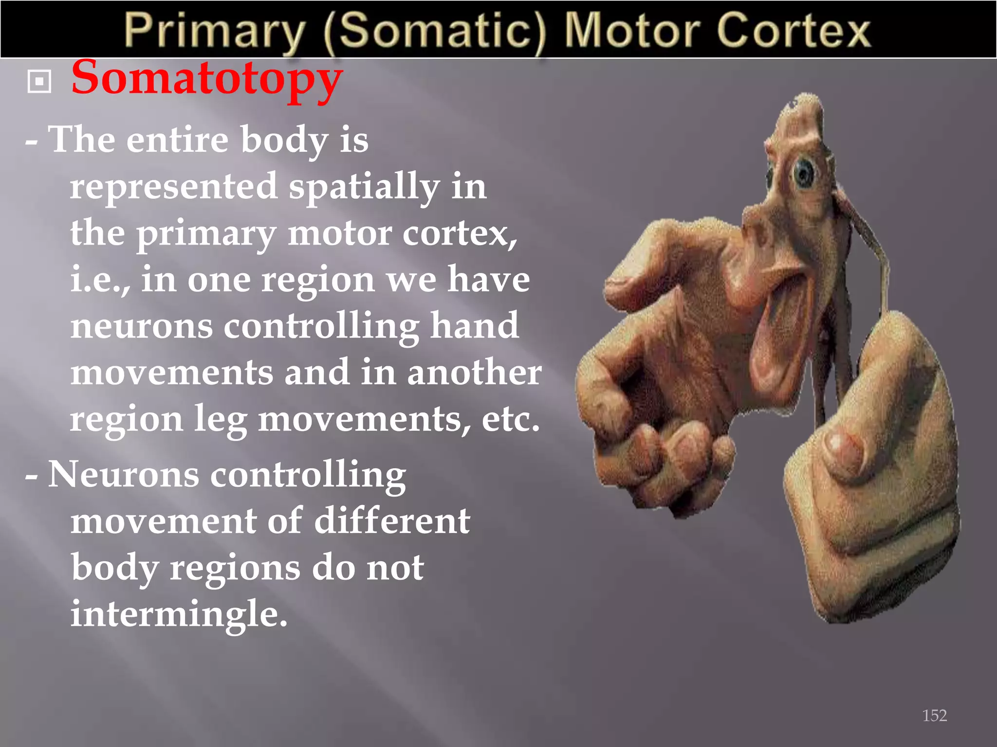 

Somatotopy

- The entire body is
represented spatially in
the primary motor cortex,
i.e., in one region we have
neurons controlling hand
movements and in another
region leg movements, etc.
- Neurons controlling
movement of different
body regions do not
intermingle.
152

 