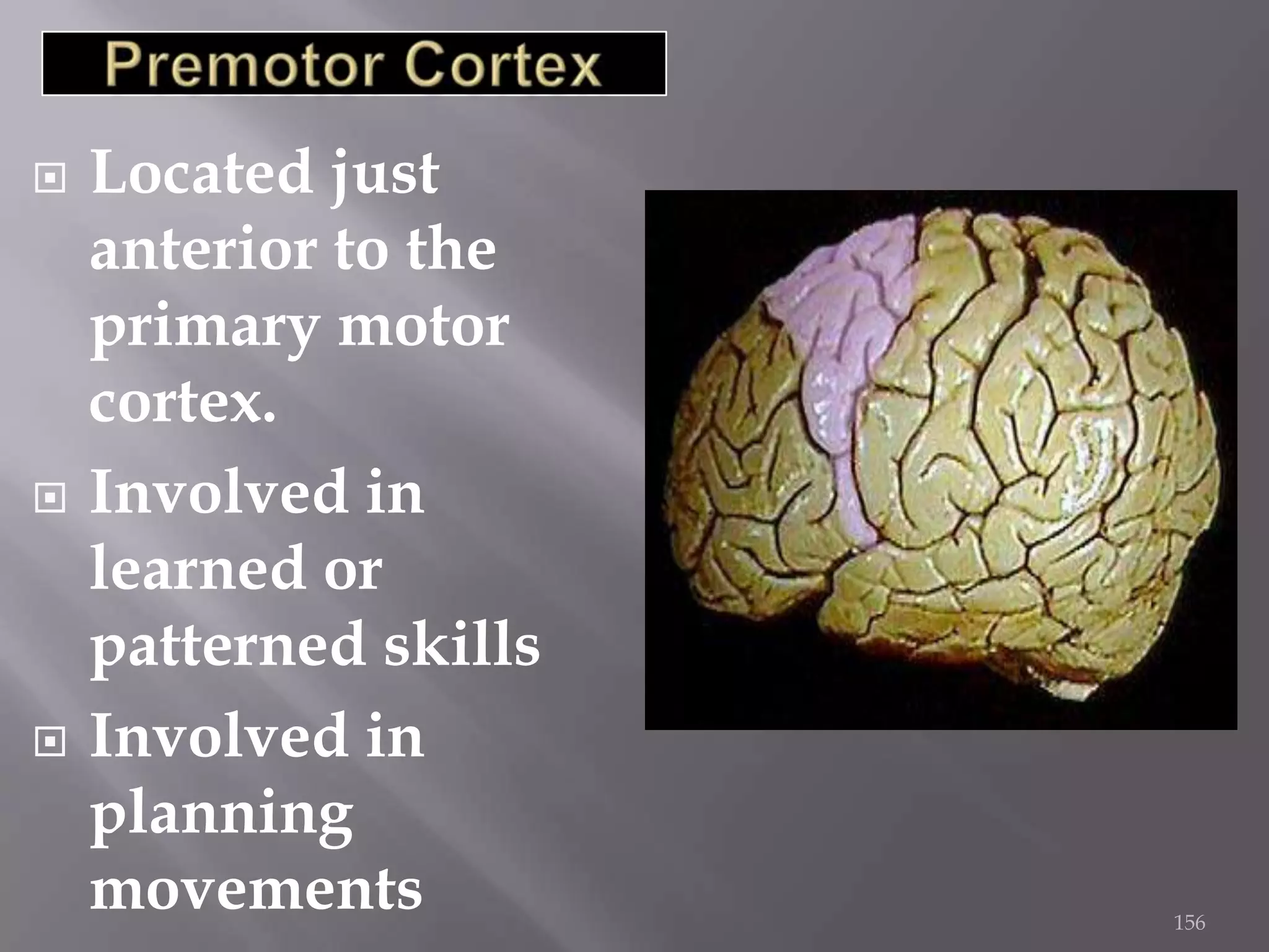 





Located just
anterior to the
primary motor
cortex.
Involved in
learned or
patterned skills
Involved in
planning
movements

156

 