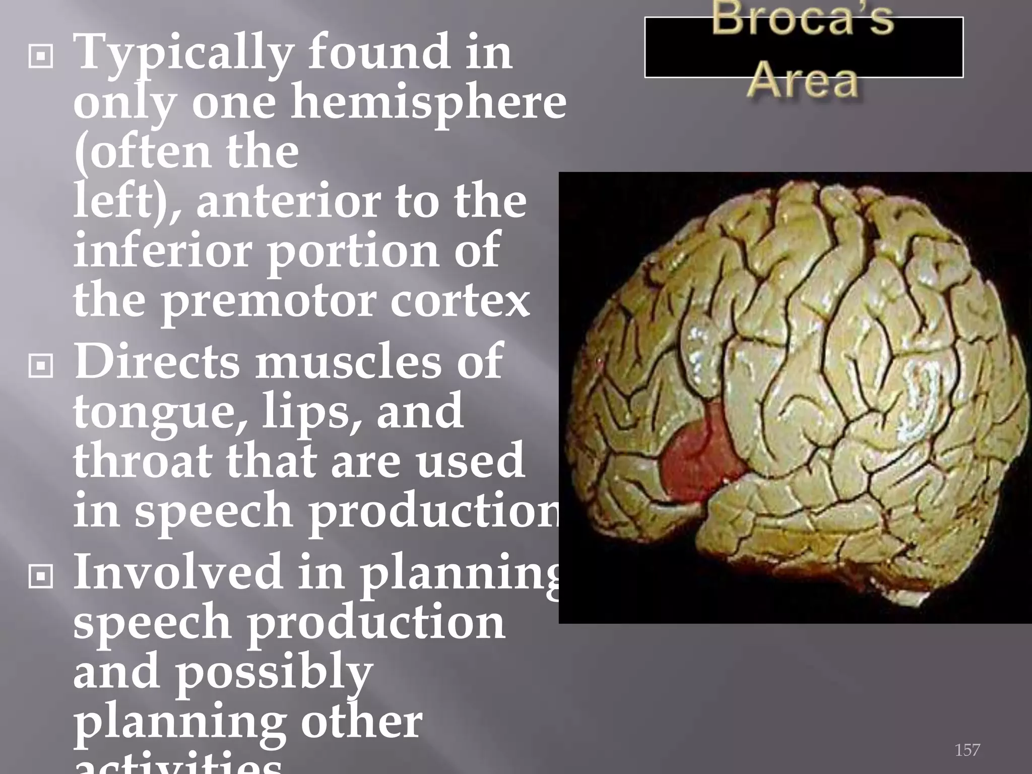 





Typically found in
only one hemisphere
(often the
left), anterior to the
inferior portion of
the premotor cortex
Directs muscles of
tongue, lips, and
throat that are used
in speech production
Involved in planning
speech production
and possibly
planning other

157

 