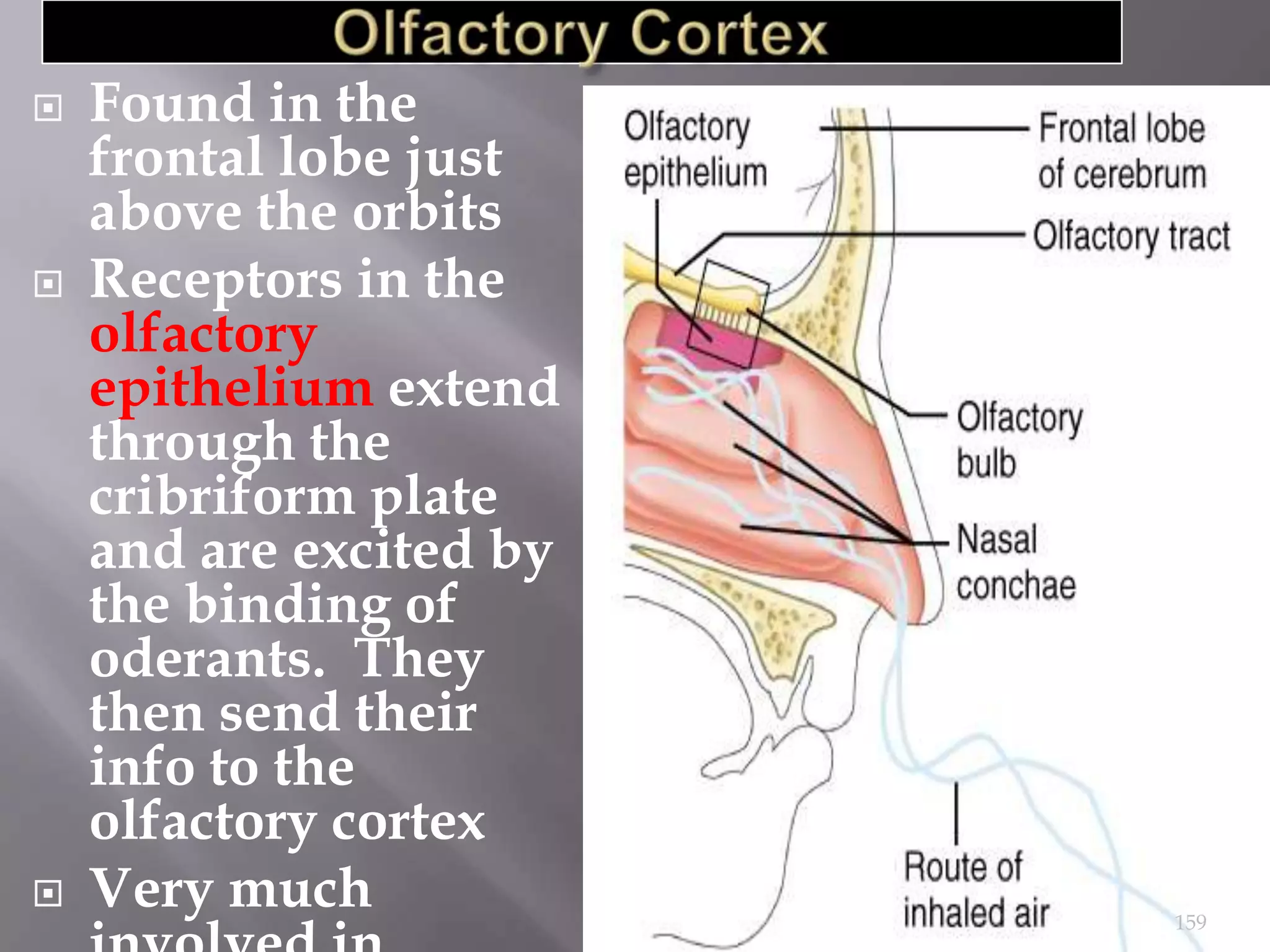 





Found in the
frontal lobe just
above the orbits
Receptors in the
olfactory
epithelium extend
through the
cribriform plate
and are excited by
the binding of
oderants. They
then send their
info to the
olfactory cortex
Very much

159

 