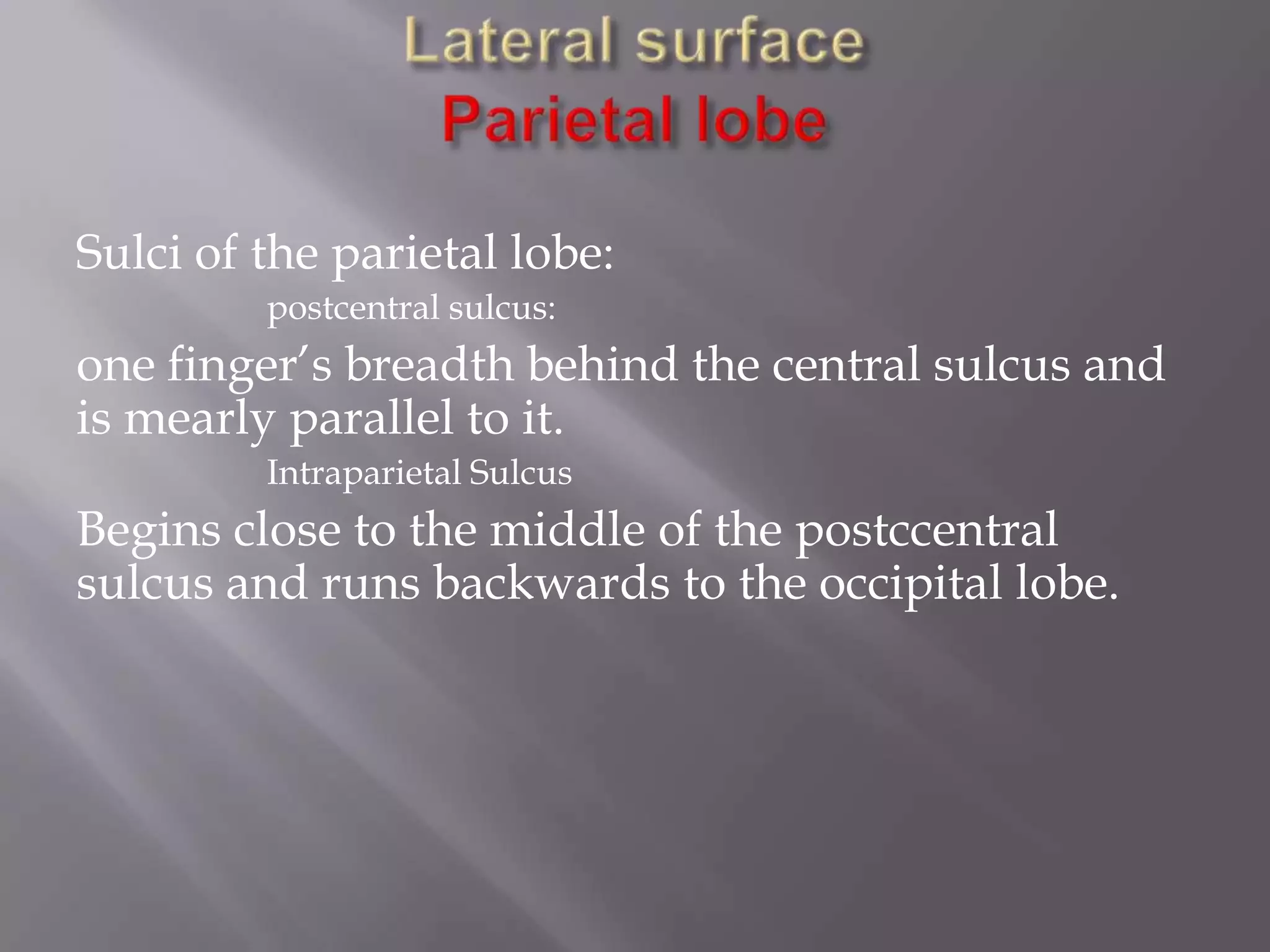 Sulci of the parietal lobe:
postcentral sulcus:

one finger’s breadth behind the central sulcus and
is mearly parallel to it.
Intraparietal Sulcus

Begins close to the middle of the postccentral
sulcus and runs backwards to the occipital lobe.

 