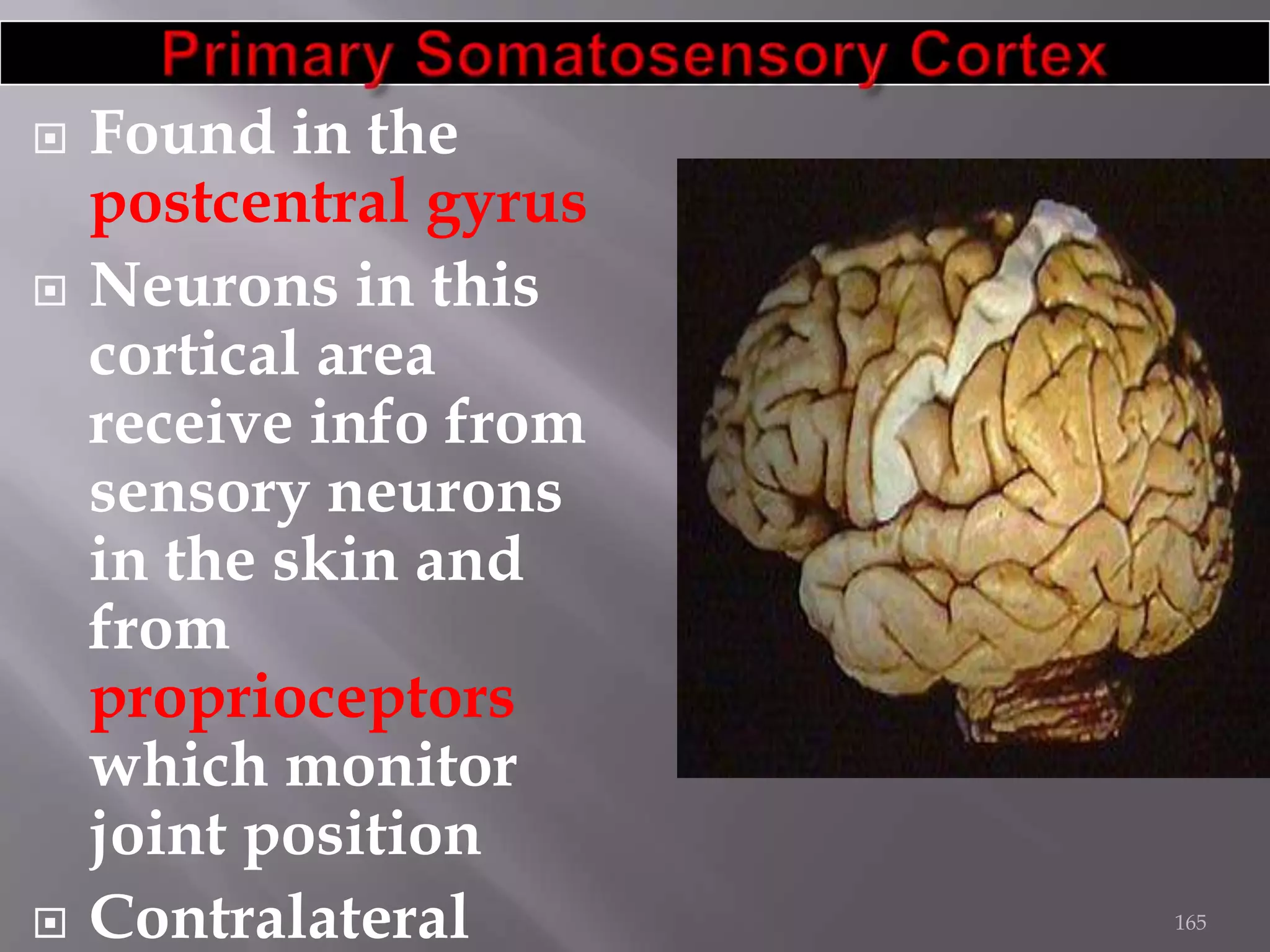 





Found in the
postcentral gyrus
Neurons in this
cortical area
receive info from
sensory neurons
in the skin and
from
proprioceptors
which monitor
joint position
Contralateral

165

 