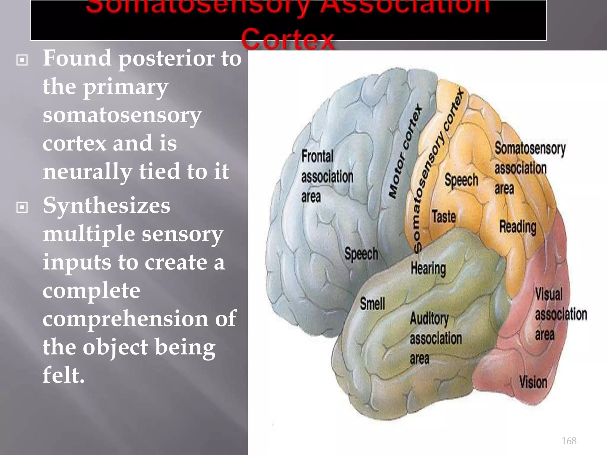 



Found posterior to
the primary
somatosensory
cortex and is
neurally tied to it
Synthesizes
multiple sensory
inputs to create a
complete
comprehension of
the object being
felt.
168

 