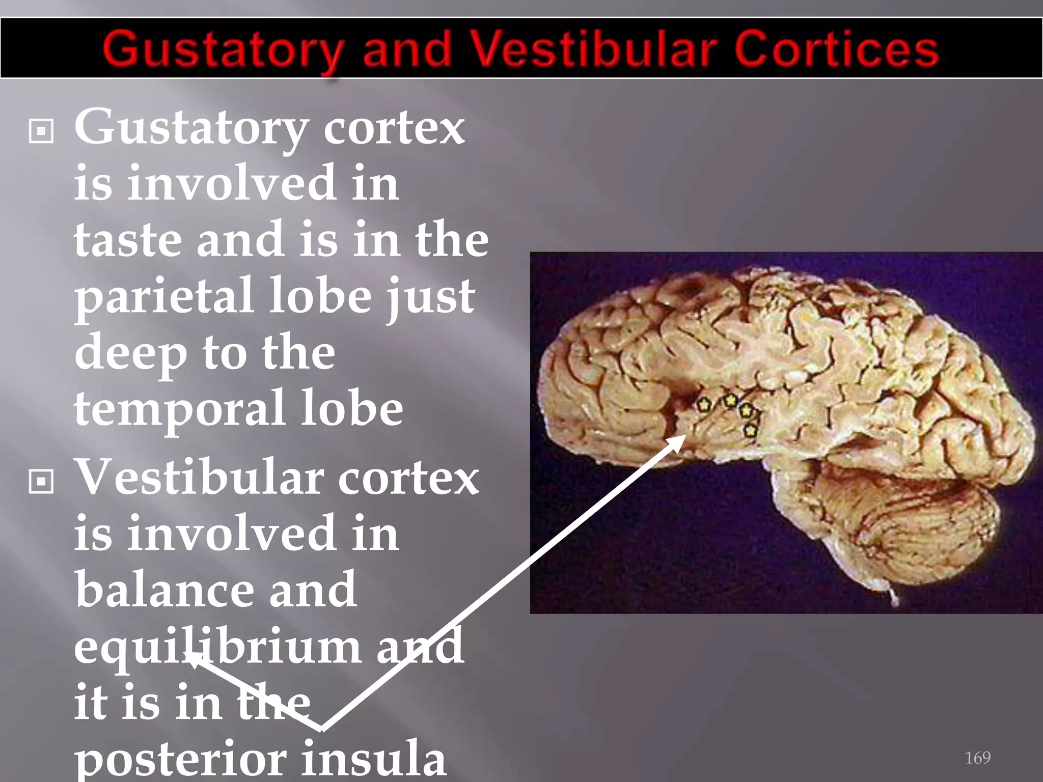 



Gustatory cortex
is involved in
taste and is in the
parietal lobe just
deep to the
temporal lobe
Vestibular cortex
is involved in
balance and
equilibrium and
it is in the
posterior insula

169

 