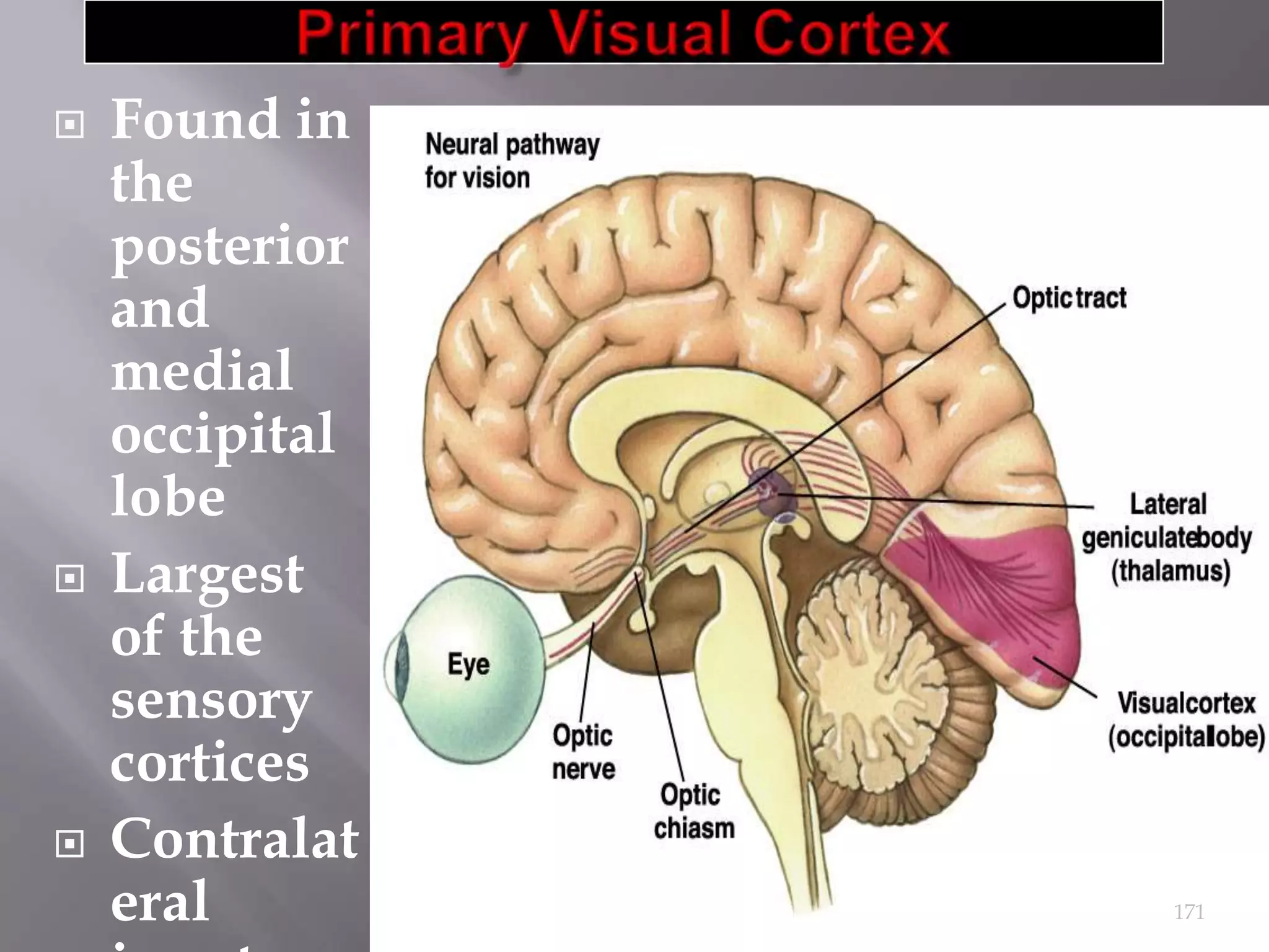 





Found in
the
posterior
and
medial
occipital
lobe
Largest
of the
sensory
cortices
Contralat
eral

171

 