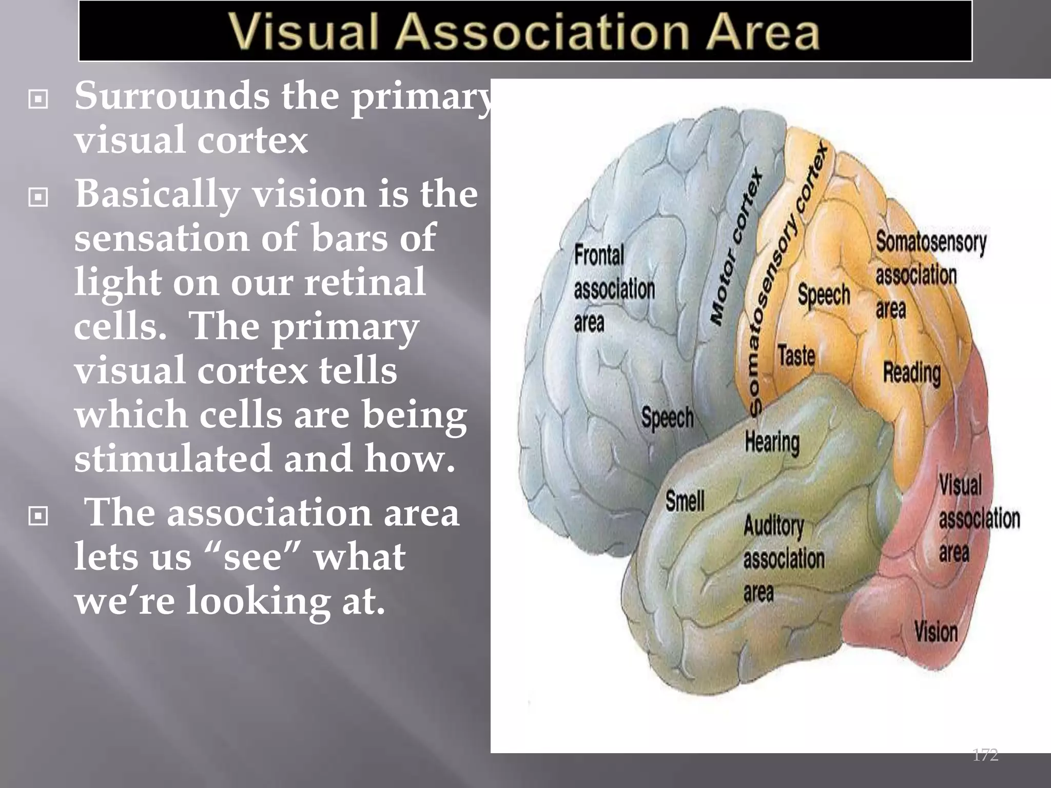 





Surrounds the primary
visual cortex
Basically vision is the
sensation of bars of
light on our retinal
cells. The primary
visual cortex tells
which cells are being
stimulated and how.
The association area
lets us “see” what
we’re looking at.

172

 