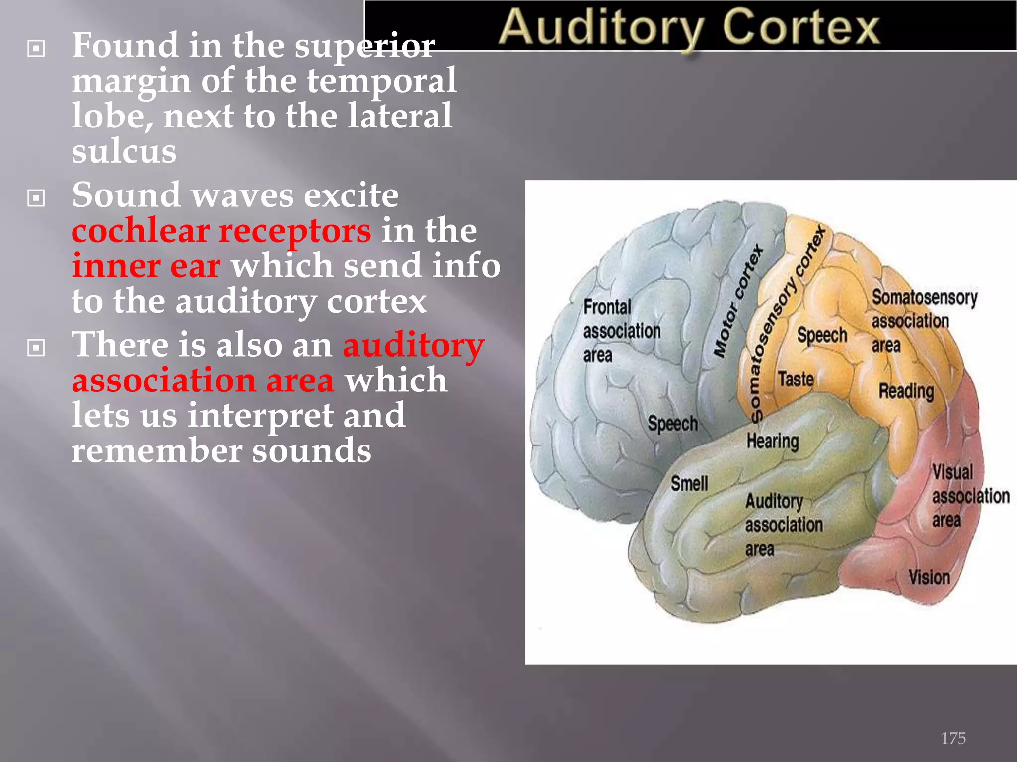 





Found in the superior
margin of the temporal
lobe, next to the lateral
sulcus
Sound waves excite
cochlear receptors in the
inner ear which send info
to the auditory cortex
There is also an auditory
association area which
lets us interpret and
remember sounds

175

 