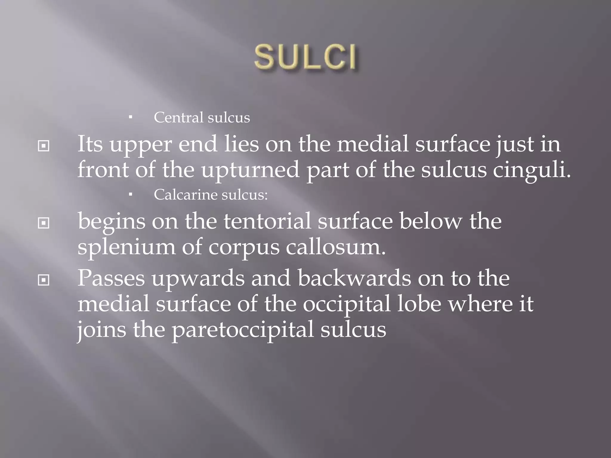 



Its upper end lies on the medial surface just in
front of the upturned part of the sulcus cinguli.






Central sulcus

Calcarine sulcus:

begins on the tentorial surface below the
splenium of corpus callosum.
Passes upwards and backwards on to the
medial surface of the occipital lobe where it
joins the paretoccipital sulcus

 