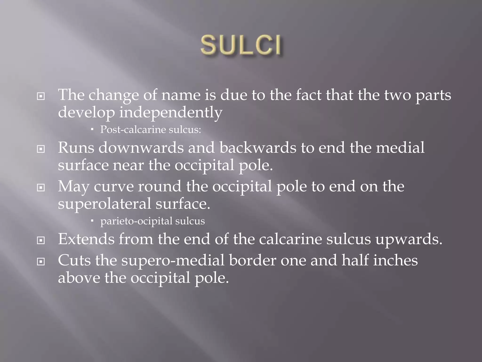 

The change of name is due to the fact that the two parts
develop independently
 Post-calcarine sulcus:





Runs downwards and backwards to end the medial
surface near the occipital pole.
May curve round the occipital pole to end on the
superolateral surface.
 parieto-ocipital sulcus




Extends from the end of the calcarine sulcus upwards.
Cuts the supero-medial border one and half inches
above the occipital pole.

 