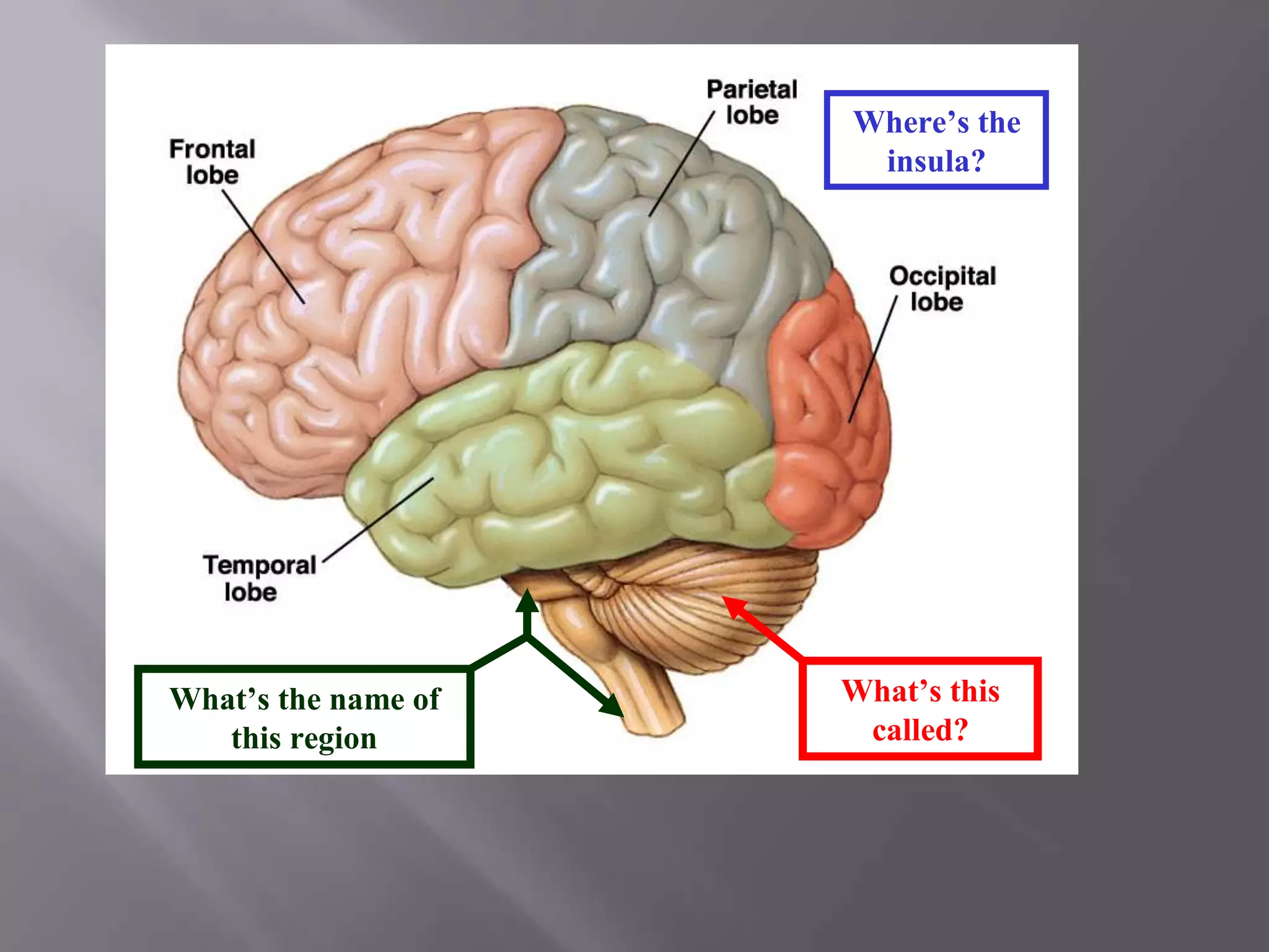 Where’s the
insula?

What’s the name of
this region

What’s this
called?

 
