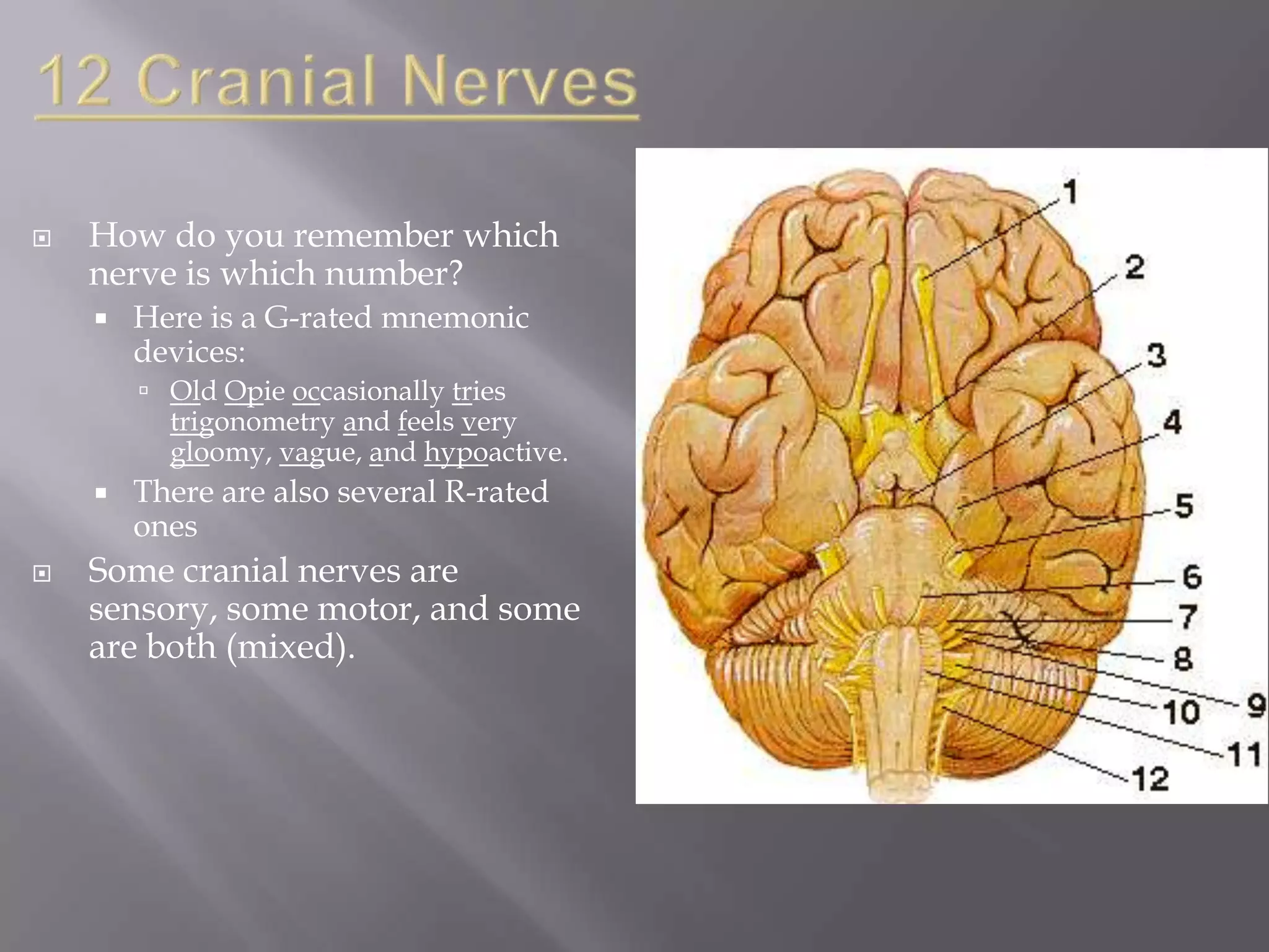 

How do you remember which
nerve is which number?


Here is a G-rated mnemonic
devices:
 Old Opie occasionally tries
trigonometry and feels very
gloomy, vague, and hypoactive.




There are also several R-rated
ones

Some cranial nerves are
sensory, some motor, and some
are both (mixed).

 
