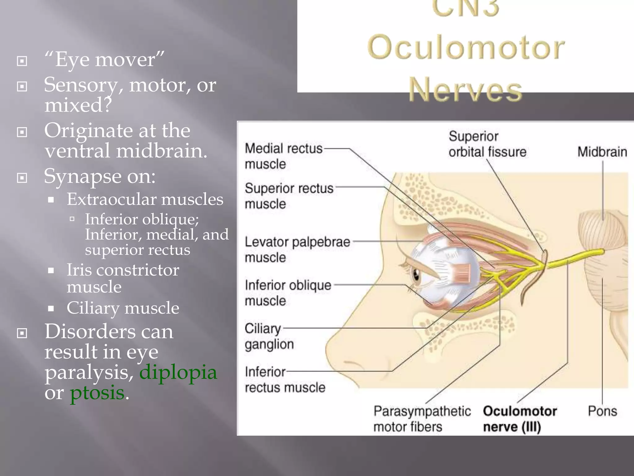 




―Eye mover‖
Sensory, motor, or
mixed?
Originate at the
ventral midbrain.
Synapse on:


Extraocular muscles

 Inferior oblique;
Inferior, medial, and
superior rectus





Iris constrictor
muscle
Ciliary muscle

Disorders can
result in eye
paralysis, diplopia
or ptosis.

 
